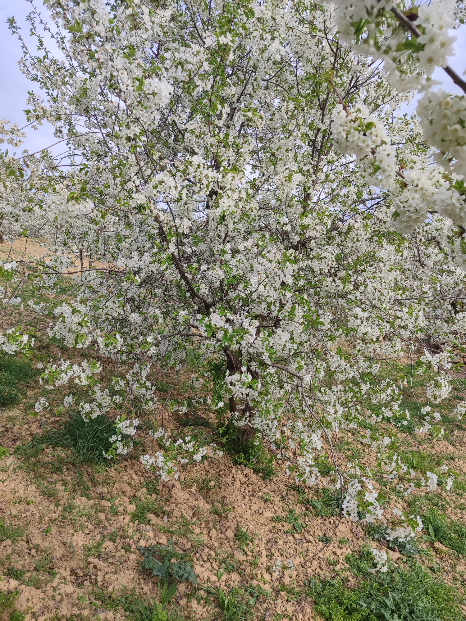 KÜTAHYA ŞAPHANE PAZAR  KÖYÜNDE 4.163 M²  VİŞNE KİRAZ BAHÇESİ  SATILIKTIR - KÜTAHYA ŞAPHANE fotoğraf 25